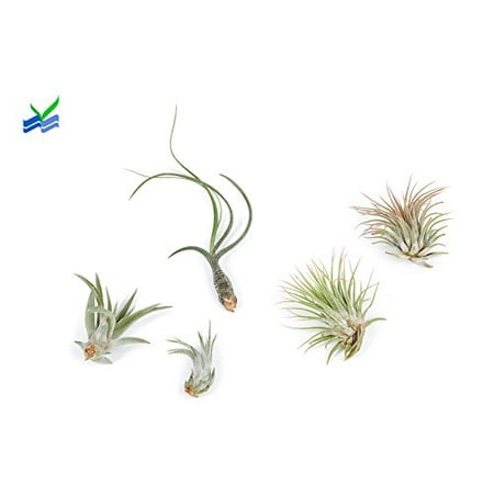Plant Species - Air Plants Bundle - 5 Species of Tillandsia Ionantha - 30 Day Guarantee