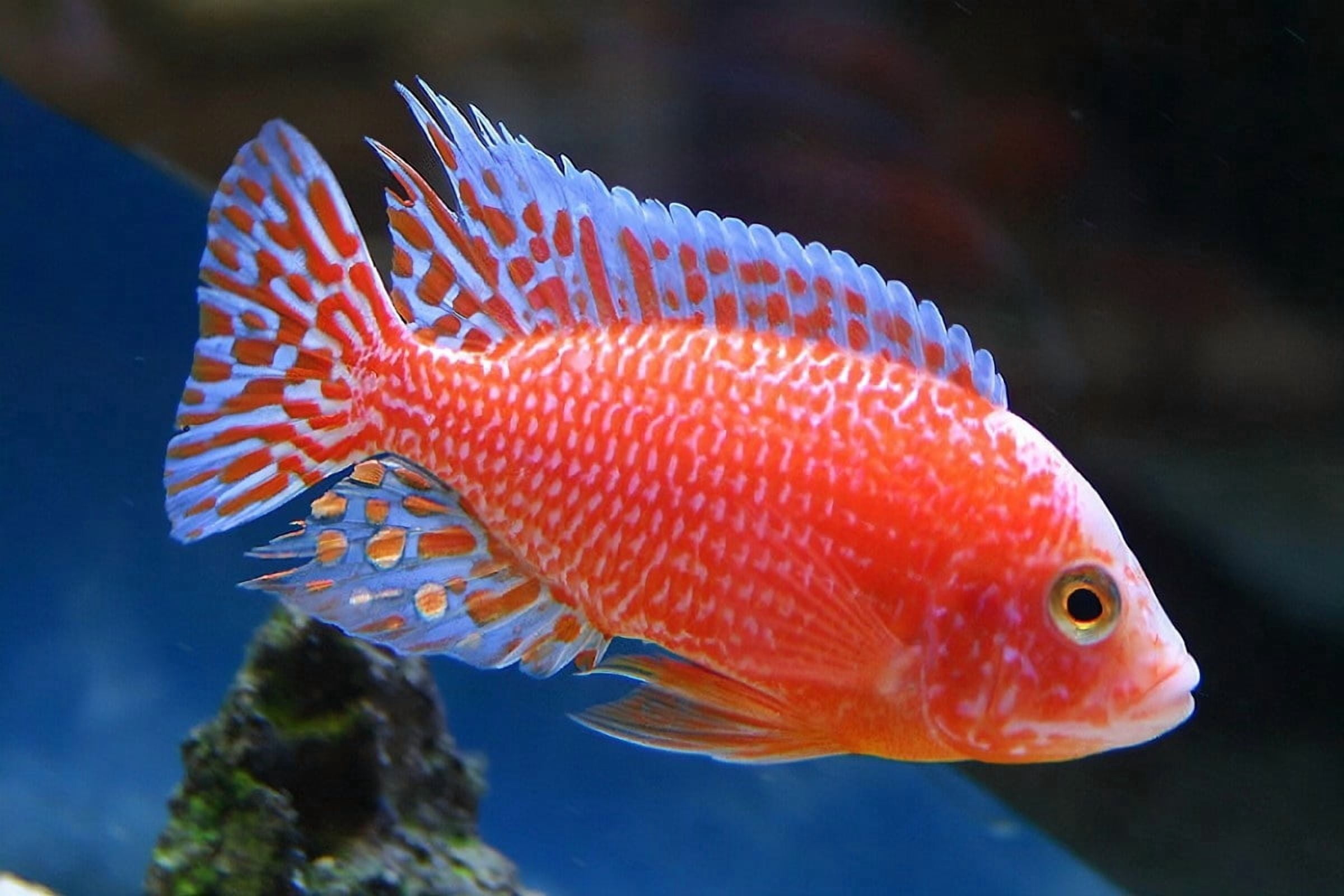 Freeze Dried Red Shrimp 3/8"-1/2" - Cichlids, Turtles, Oscars, Koi, & Piranhas...3-lb