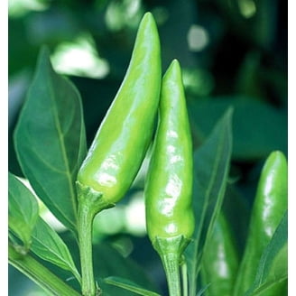 Fooled You Jalapeno Pepper Plant - Mild Flavor, No Heat, Perfect for Salsa  - 2.5"" Pot" - Walmart.com