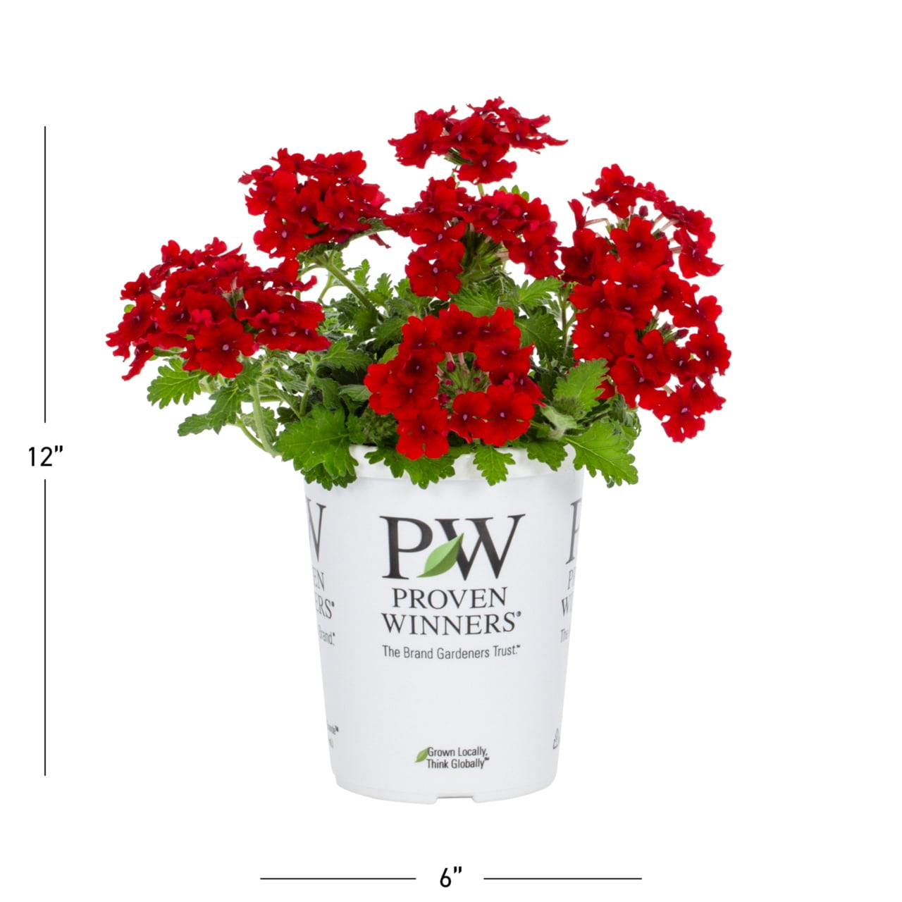 Proven Winners 1.5PT Red Verbena Live Annual Plant Sun 5-Pack