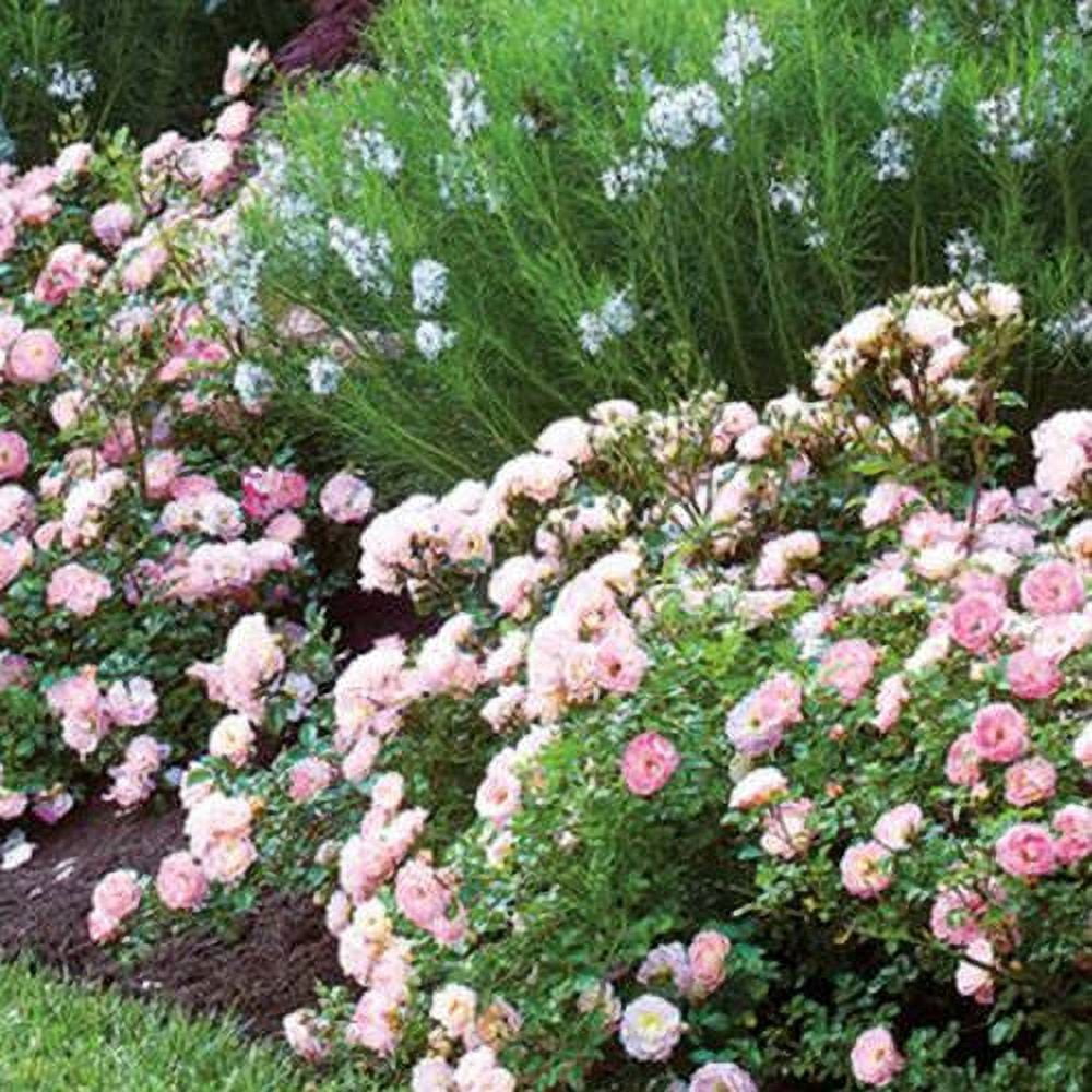 Peach Drift Rose (1 Gallon) Low-Growing Groundcover Deciduous Flowering Shrub - Full Sun Live Outdoor Plant