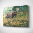 thumbnail image 2 of Epic Art 'Moose in the Field' by Tim O'Toole, Acrylic Glass Wall Art, 16"x12", 2 of 3