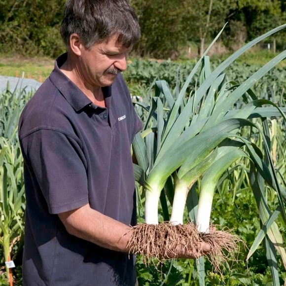 GSDWIUEW Graines Poireau Automne Oignon Géant Légume Héritage pour Plantation
