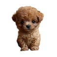 thumbnail image 4 of Toy de peluche de peluche para perros realistas caminando caminata de caminata compacto lindo regalo electrónico cachorro para mujeres adultos niños Marrón, 4 of 8
