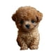thumbnail image 4 of Toy de peluche de peluche de juguete interactivo de juguete interactivo Mirando compacto Funny Lave Electronic Pet For Women Adultos Niños Marrón, 4 of 8