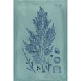 thumbnail image 3 of Vision Studio 17x24 Black Modern Framed Museum Art Print Titled - Indigo and Azure Seaweed IV, 3 of 5
