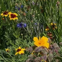 Southeast Wildflower Seed Mix - 7 Grams - Covers ~50 Sq. Ft. - Non-GMO, Open Pollinated - Mix of Annuals & Perennials - Southeastern USA Region