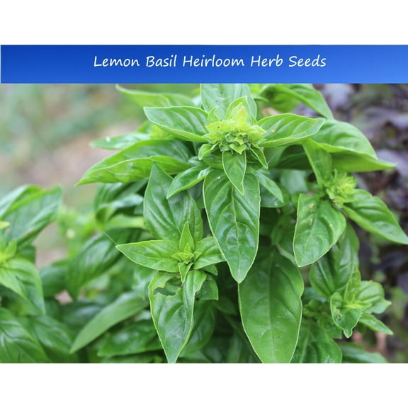 Herb Seeds -Lemon Basil- 100 Heirloom Seeds -Garden Herb Seeds! Herb Gardening