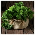 thumbnail image 4 of Everwilde Farms - 1000 Triple Curled Parsley Seeds - Gold Vault Jumbo Bulk Seed Packet, 4 of 5