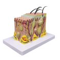 thumbnail image 1 of Skin Model, 35X Enlarged Anatomical Model Anatomy for Science, 1 of 5