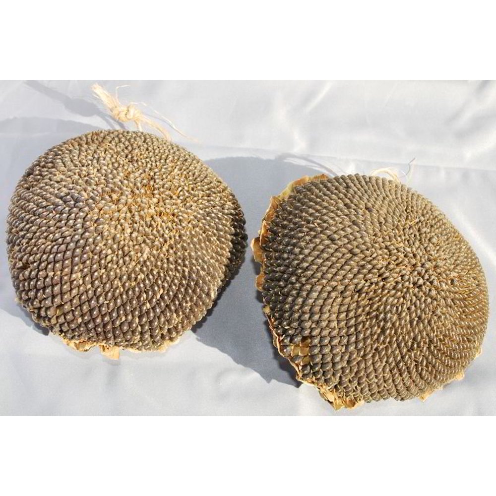 Dried Sunflower Seed Heads Black Center 1 head per order 510in. wide