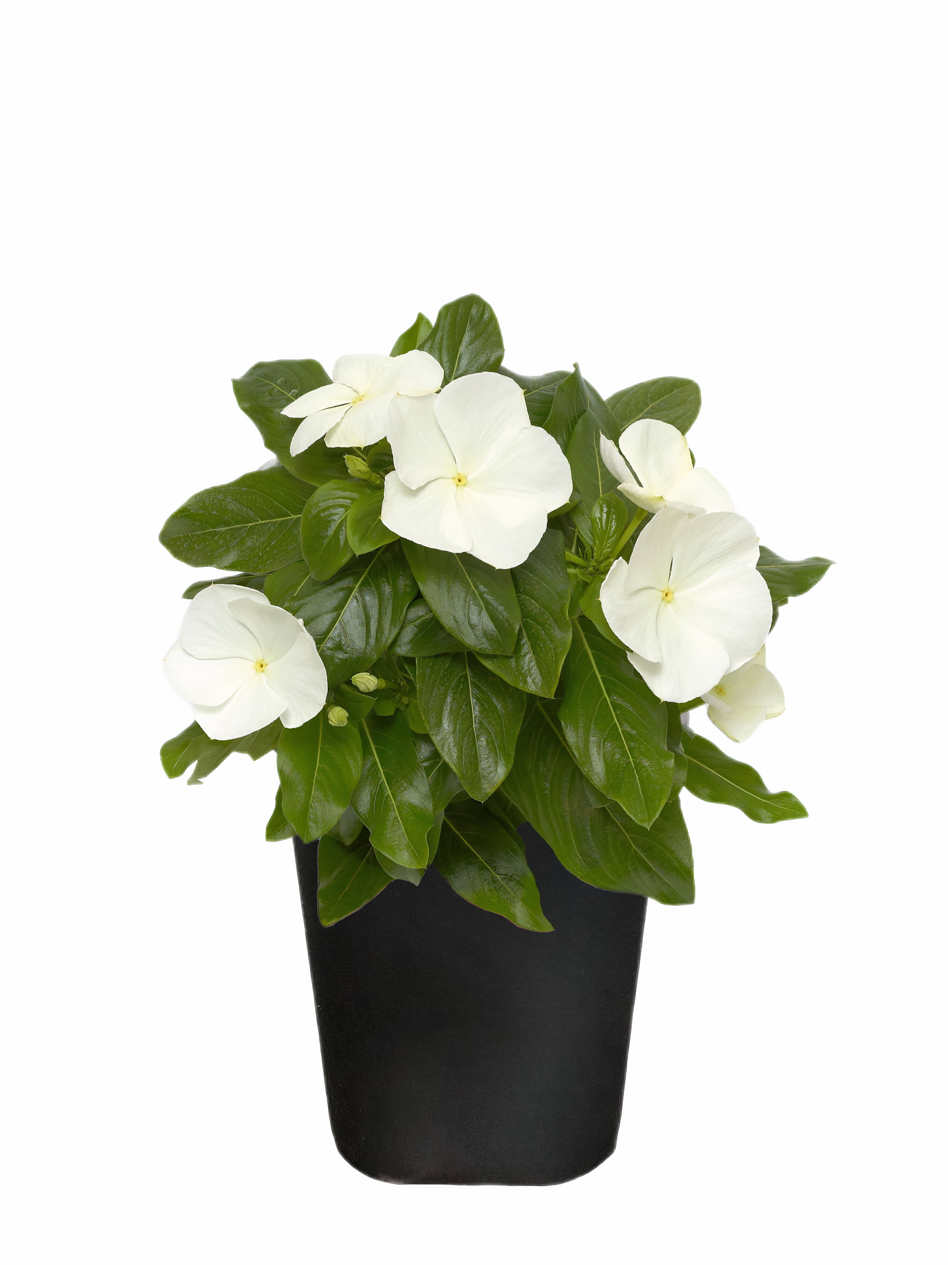 Expert Gardener 1Pt Vinca Live Plant Grower Pot Full Sun