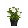 thumbnail image 3 of (5 pack) Expert Gardener 1Pt Vinca Live Plant Grower Pot Full Sun, 3 of 30