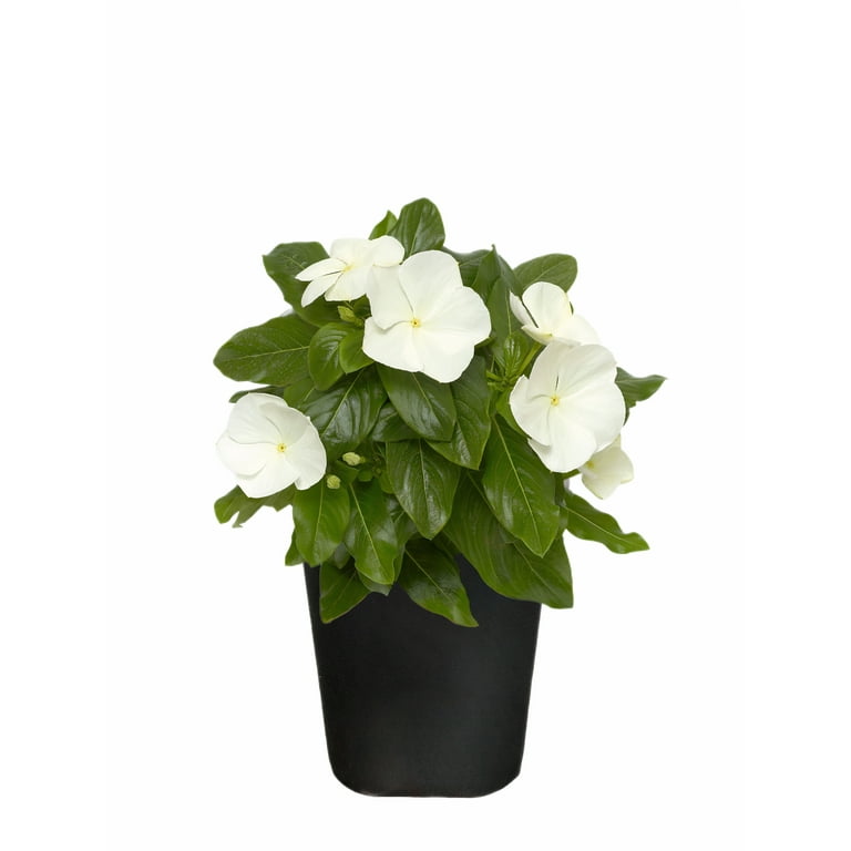 Expert Gardener 1Pt Vinca Live Plant Grower Pot Full Sun