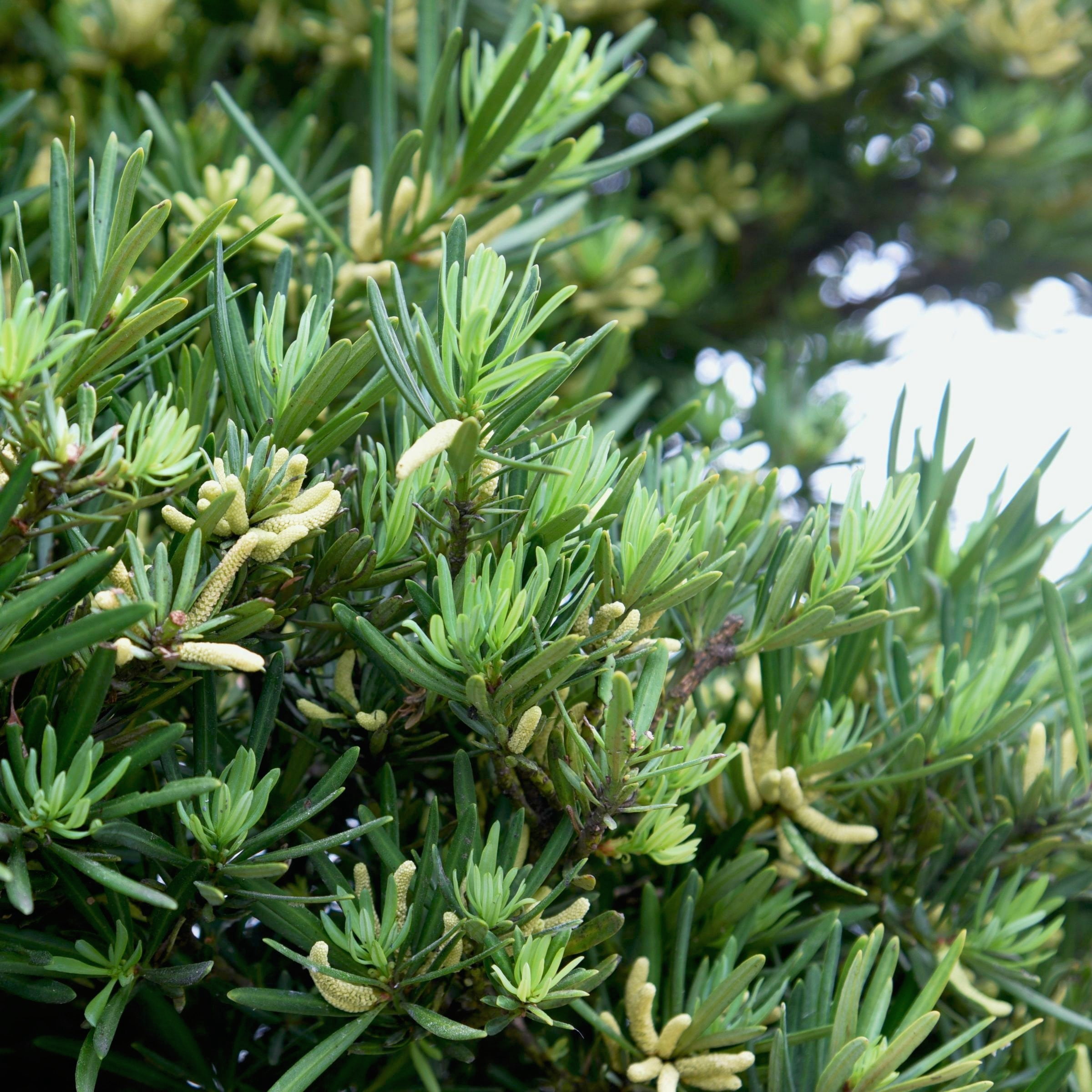 3 gal. Japanese Yew Dwarf Pringles Shrub