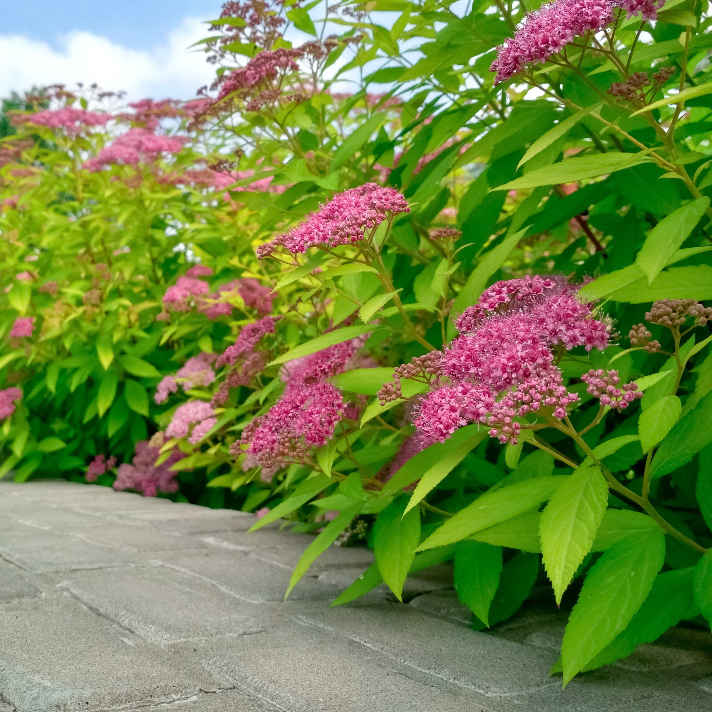 National Plant Network 3 gal. Spirea Goldmound Shrub