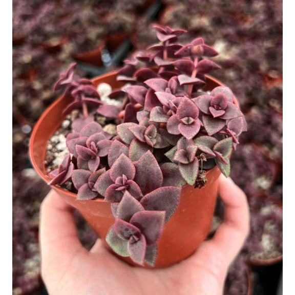 Live Pink Calico Kitten Plant Crassula Ovata Jade Succulent Plant 4"Pot