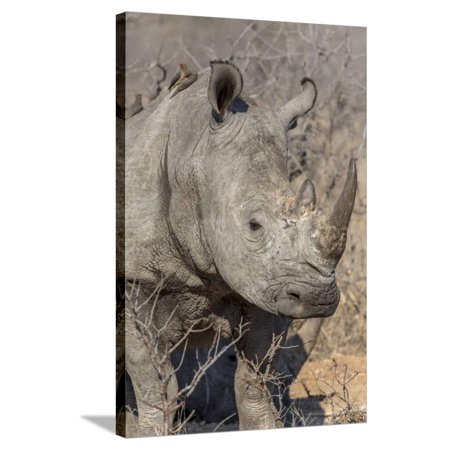 South Ngala Private Game Reserve. Close-up of White Rhino Stretched Canvas Print Wall Art By Fred Lord