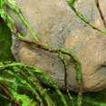 thumbnail image 4 of unbranded Artificiales Con Hojas Colgantes Para Paisaje De Reptiles, 4 of 7