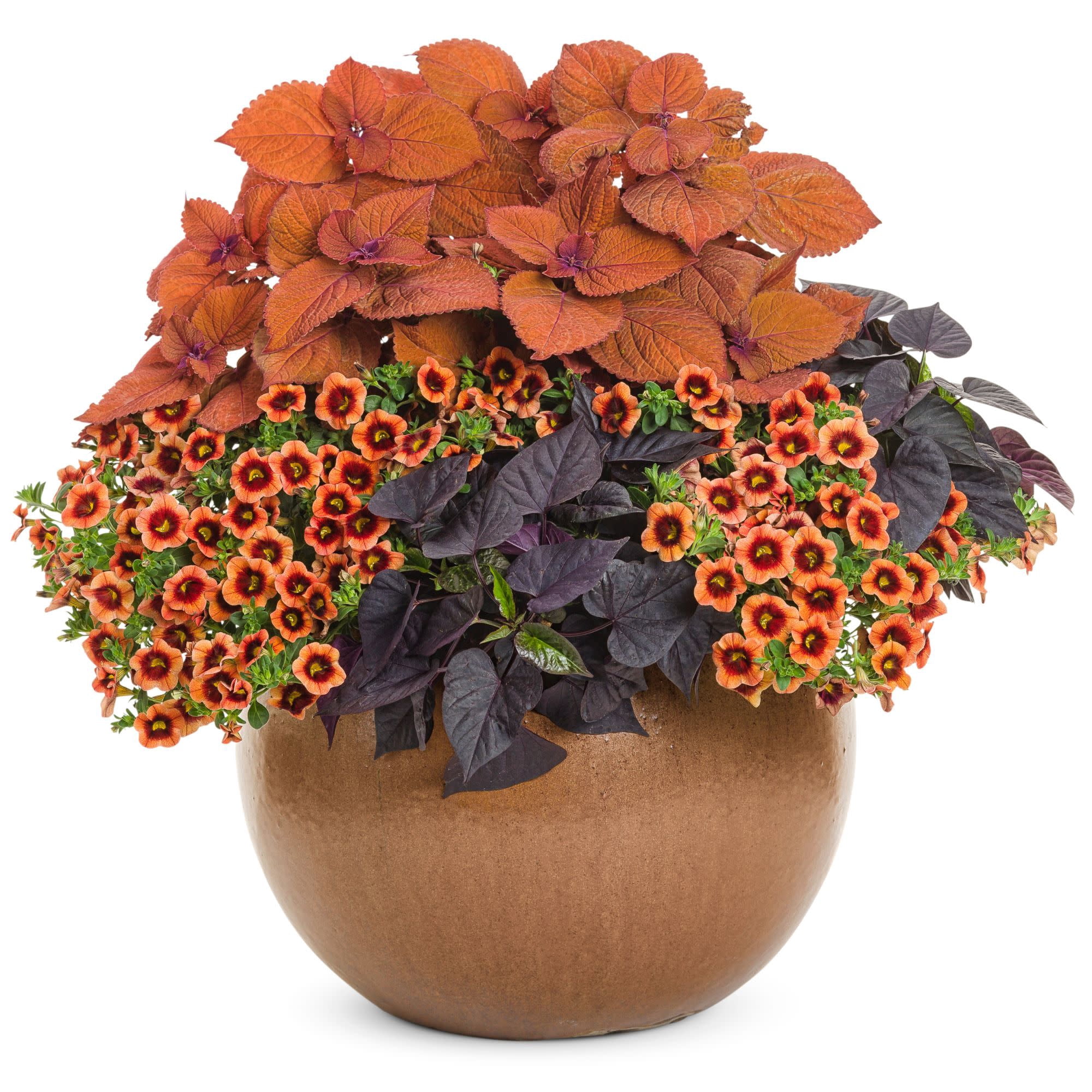 Proven Winners 4" Orange Superbells Tangerine Punch Calibrachoa Live Plant in 4.25" Pot (4 Count)