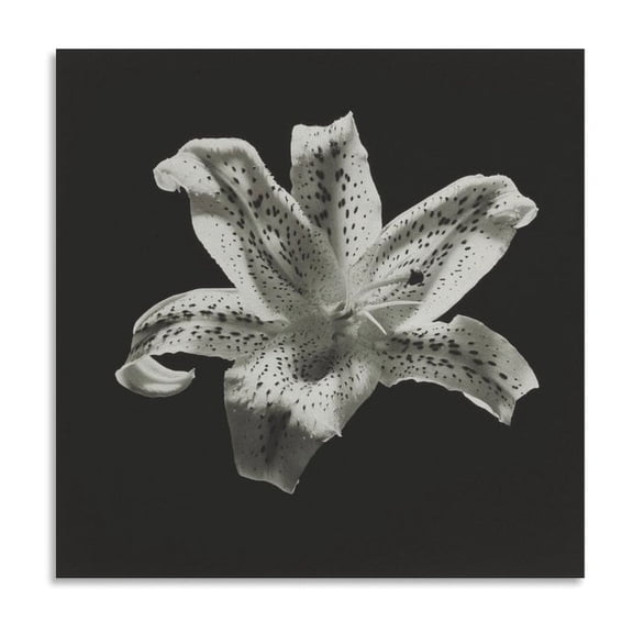 Robert Mapplethorpe Tiger Lily Canvas Famous Paintings, Wall Art Posters, Decorative Hanging Pictures Artworks Canvas Poster Room Aesthetic Wall Art Prints Home Modern Decor Gifts 24x24inch(60x60cm)