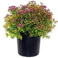 thumbnail image 3 of Expert Gardener 2.5QT Spirea Deciduous Flower Live Plants Full Sun Green 1, 3 of 6