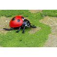 thumbnail image 1 of Safari Hidden Kingdom Insects: Ladybug Safari 609366540023, 1 of 1