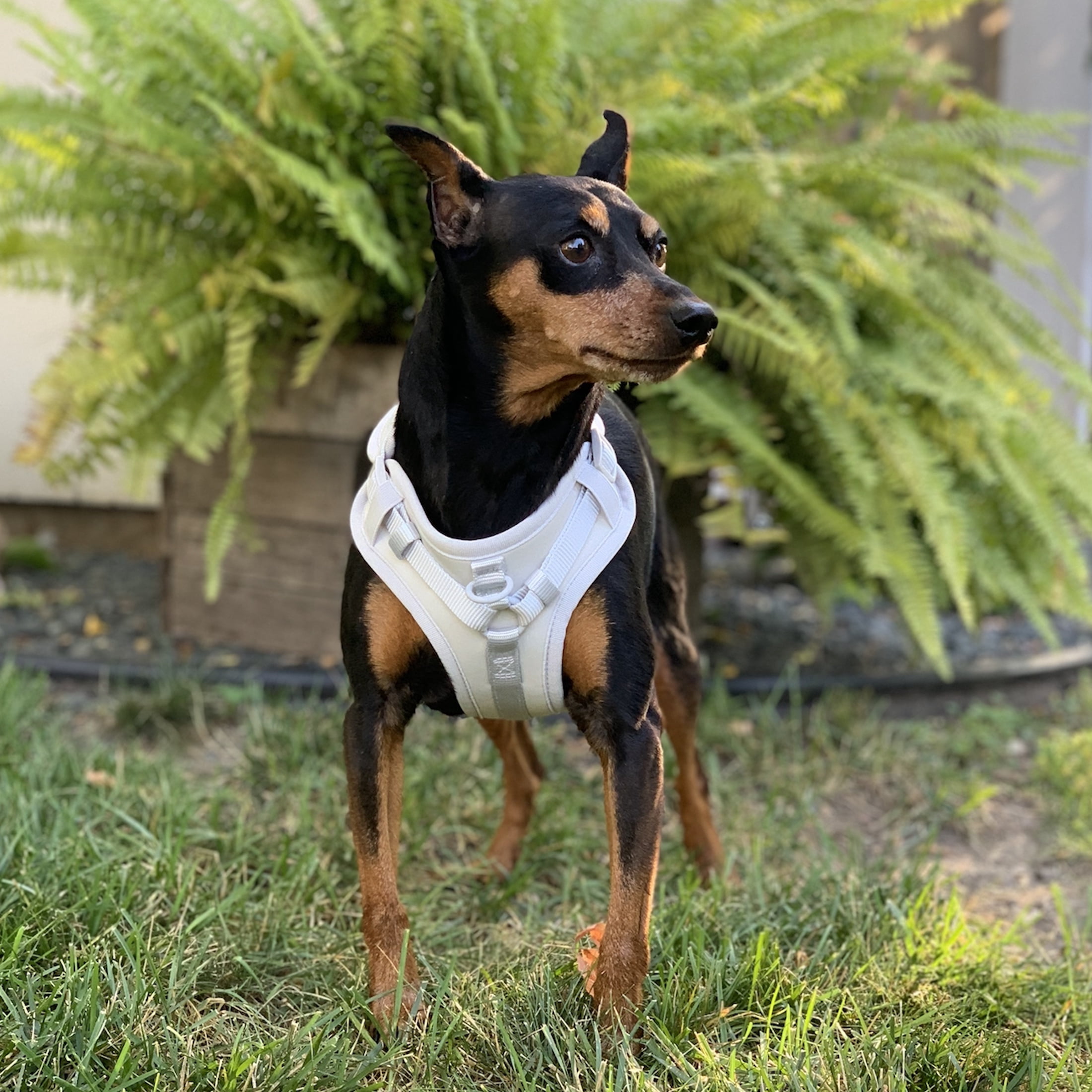 Vibrant Life Neoprene Comfort Control Monochrome Dog Harness, Gray, XL