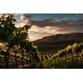 thumbnail image 2 of Mossholder, Tim 18x13 White Modern Wood Framed Museum Art Print Titled - Vineyards, 2 of 4