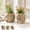 3Pcs Decorative Succulents Plants Pot Under $5 a1, variant on Fufafayo Animal Succulents Pot Small Ceramic Planter, Cute Elephant Desktop Decoration, Breathable Stoneware Fleshy Flower Pot for Home Office Shelf