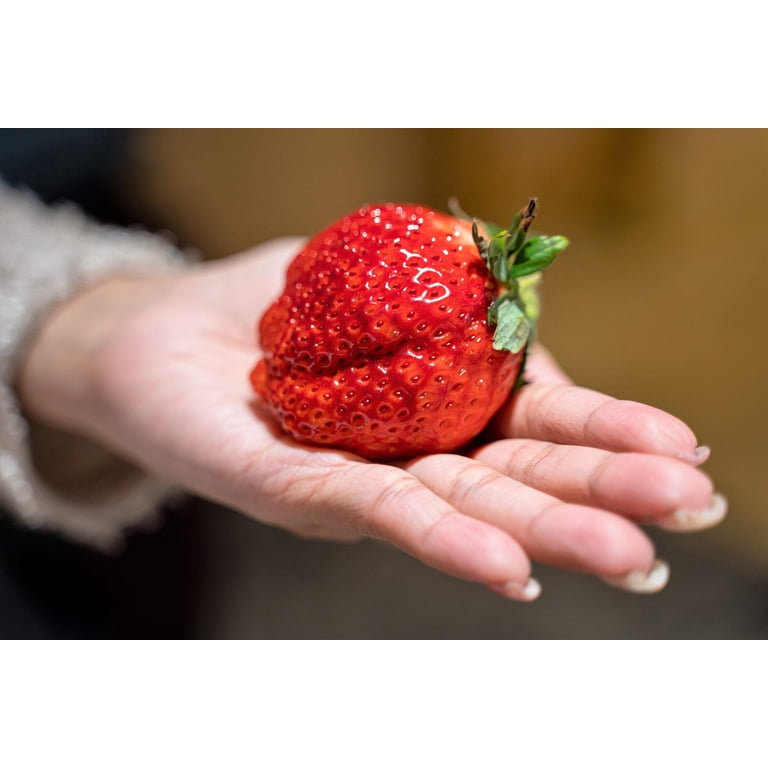 Seedville USA, Giant Strawberry Seeds Pack, 15 Seeds, June Bearing, Huge  Sweet Red Berries, White Flowers - Walmart.com