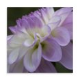 thumbnail image 2 of Gango Home Decor Lavender Dahlia IV by Rita Crane (Printed on Paper); One 24x24in Fine Art Paper Giclee Print, 2 of 4
