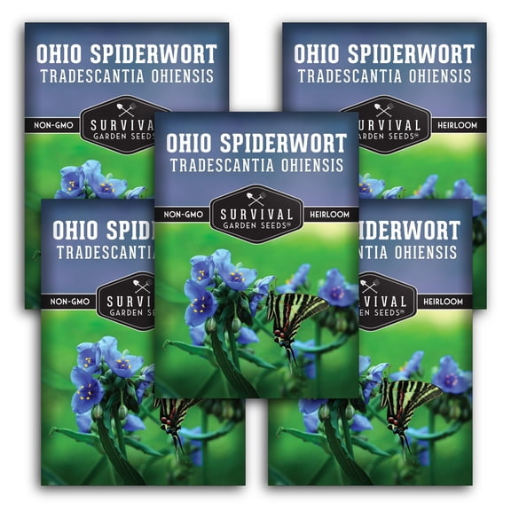 Ohio Spiderwort Seeds - Partial Shade Perennial Native Flower - 5 Packs