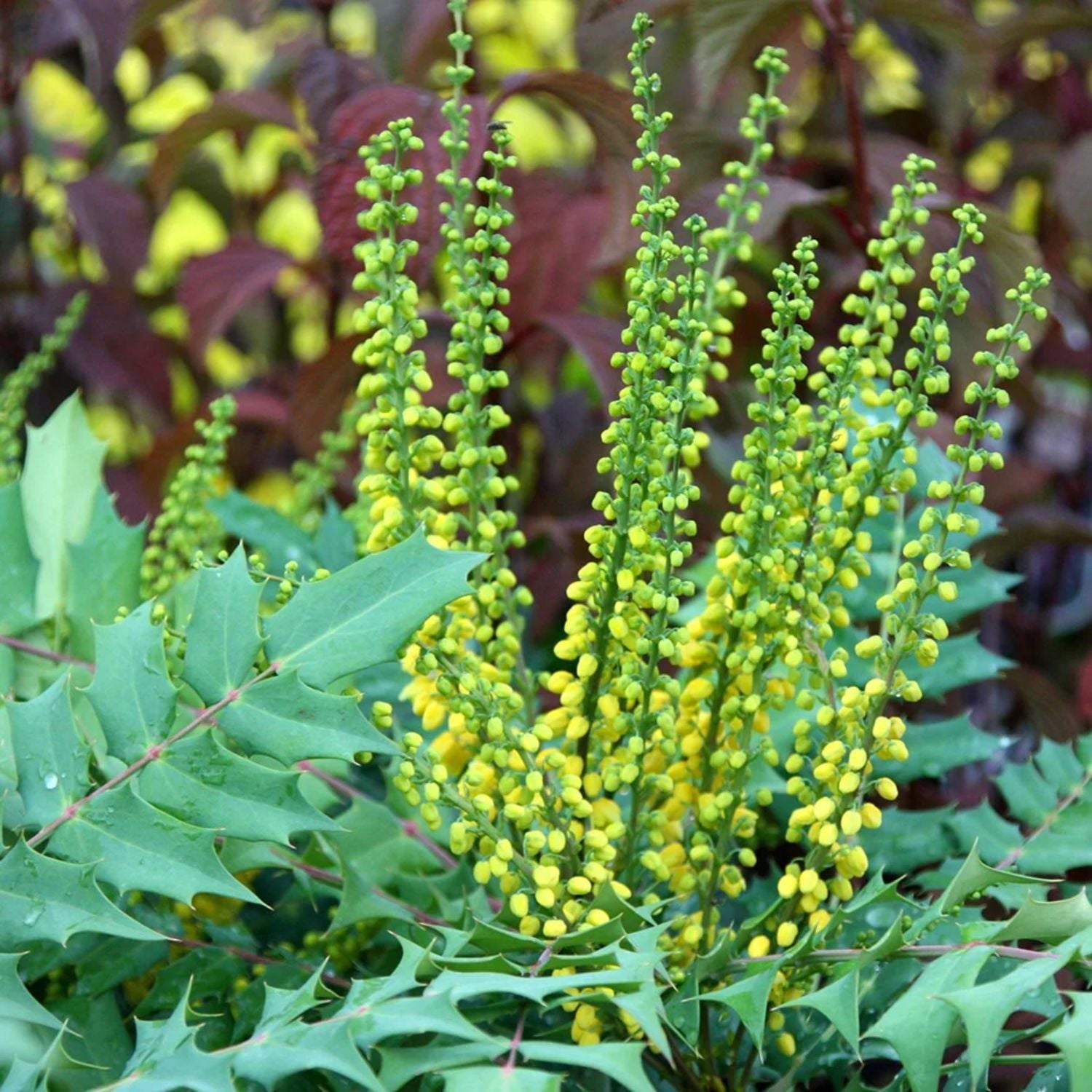 Expert Gardener 1-2' Mahonia Winter Sun Live Tree in 1 gal. Grower Pot