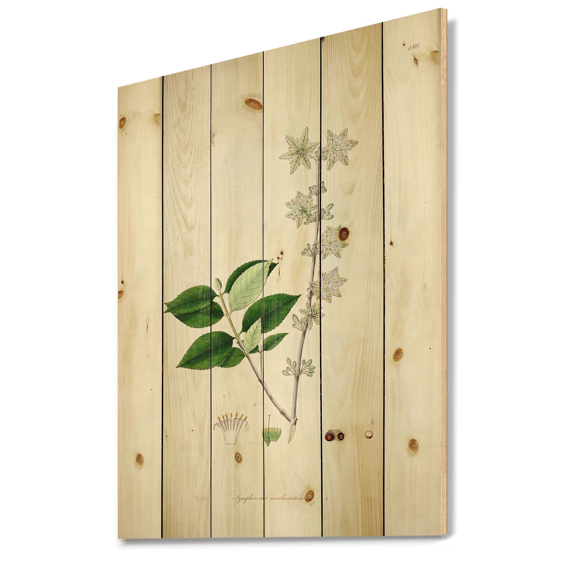 Designart 'Ancient Botanicals XV' Farmhouse Print on Natural Pine Wood