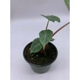 thumbnail image 6 of Alocasia Ivory Coast Variegated, Elephant Ear African Plant, Clear Green, 6 of 9
