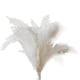 thumbnail image 1 of White Pampas Grass - 10 Pampas Stems of Fluffy Pampas Grass for Wedding, Home, and Event Decor - Dr, 1 of 5