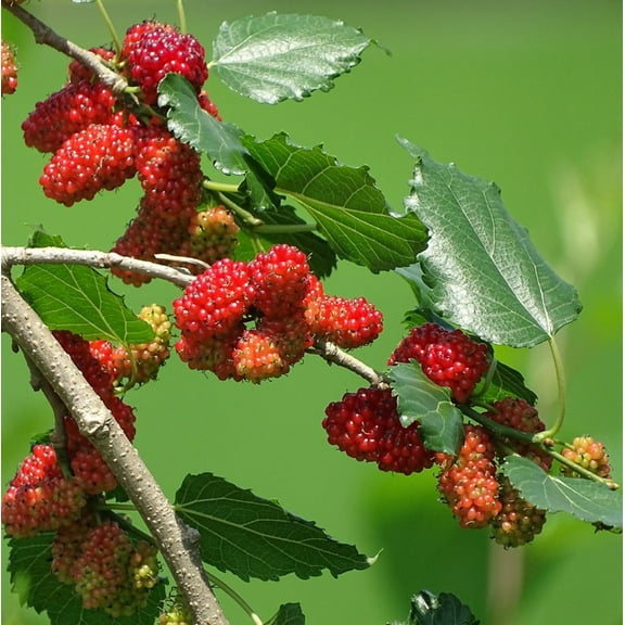 Red Mulberry Plant 4-7" Tall for Planting, Morus Rubra, Mulberries Fruit Tree, Sweet Fruit Plant Outdoor Garden