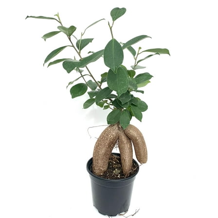 Ginseng Ficus Ficus Microcarpa Bonsai Houseplants in 4” Pot