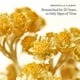 thumbnail image 4 of Crema Facial Reafirmante L'Occitane Immortelle Divine 50 ml, 4 of 7