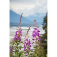 thumbnail image 2 of Fireweed  with the Alaskan Susitna River in the background. Poster Print, 2 of 2