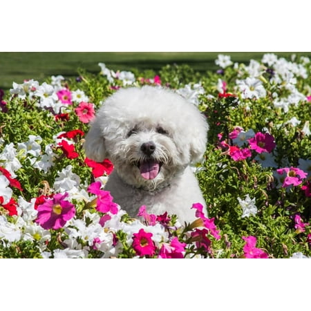 Bichon Frise Dog Art - Bichon Frise Sitting in Flowers Print Wall Art By Zandria Muench Beraldo
