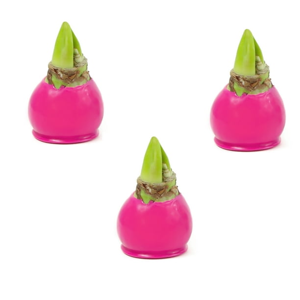 Pink Waxed Red Blooming Giant Amaryllis Bulb 3 Pack
