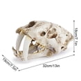 thumbnail image 2 of Resin Skull Decor Creative  Saber Tooth Tiger Skulls Model Gothic Style Statue Gift Anatomical for Party Halloween, 2 of 6