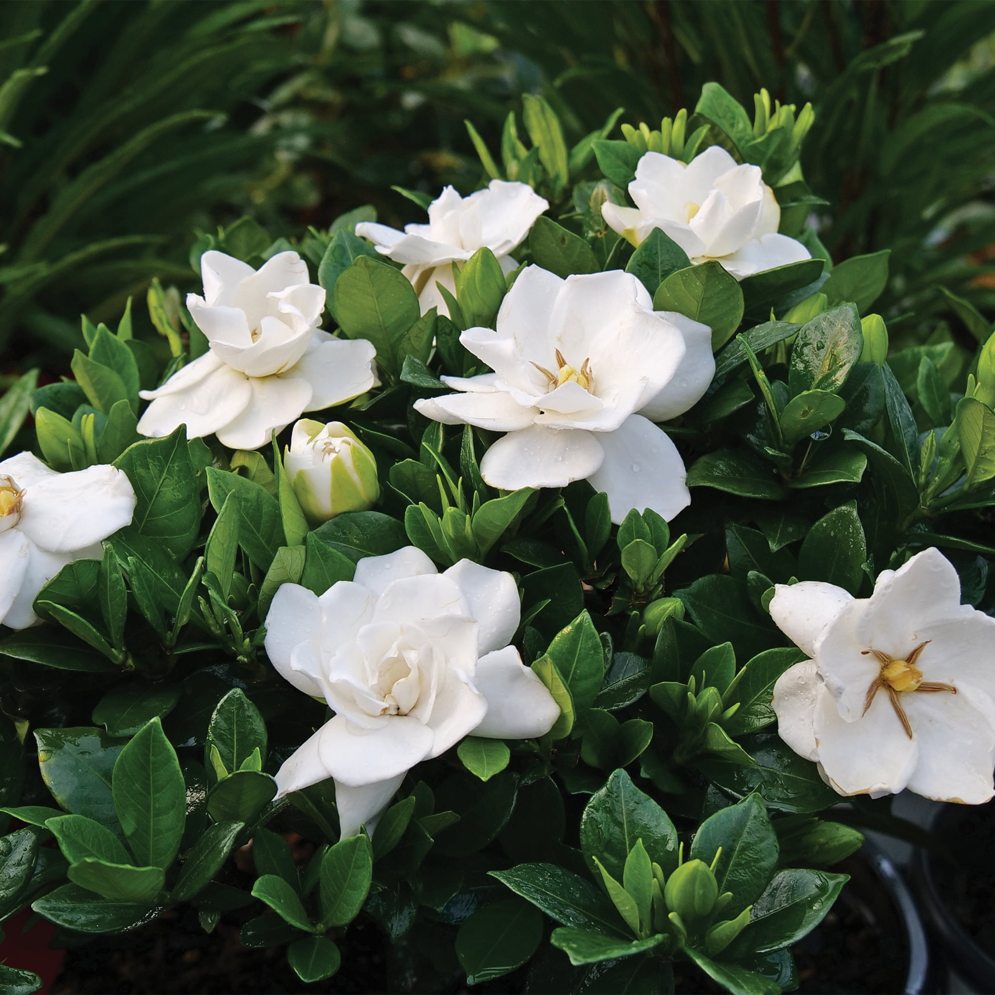 Expert Gardener 2.5 Quart Gardenia Frostproof Live Shrub