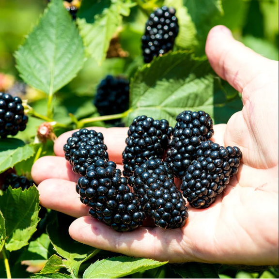 Pack of 2 Navaho thornless BlackBerry Live Plants, BlackBerry Bushes, Starter Plant for Planting, 4-8 Inch Tall, No Ship Pot