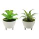 thumbnail image 1 of 2 uds simulación de flores falsas suculentas bonsái pequeños adornos creativos plantas verdes artificiales, 1 of 5