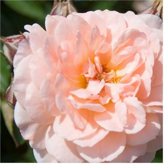 Apricot Drift Rose (1 Gallon) Low-Growing Deciduous Flowering Shrub - Full Sun Live Outdoor Plant