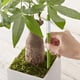 thumbnail image 4 of Medidor de Humedad del Suelo para Plantas de Interior (5 Unidades), Ideal para Plantas en Maceta de Interior (Grande), 4 of 5
