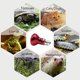 thumbnail image 4 of Bombillas térmicas CHAO para reptiles 220-230 V, 4 of 4